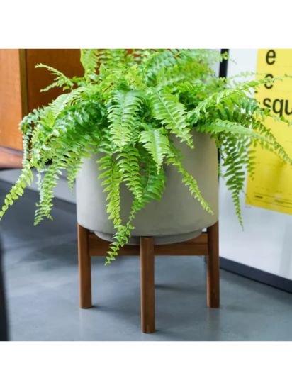 Concrete Indoor Plant Pot with Wood Stand, 22cm, Cement